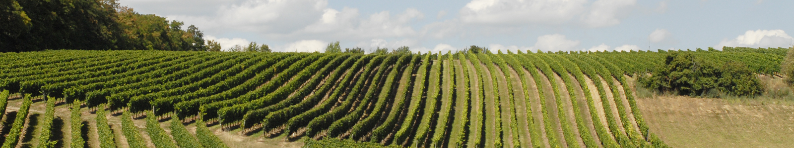 Blick auf Weinberge © Dienstleistungszentren Ländlicher Raum